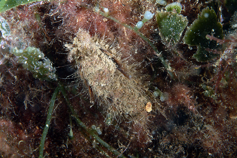Pontogenia chrysocoma